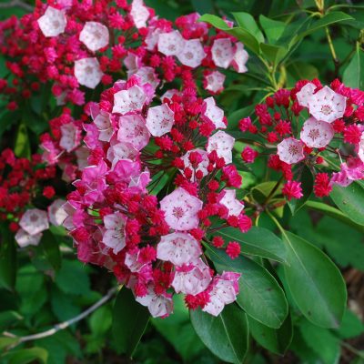 Kalmia