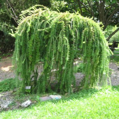 Larix decidua Pendula