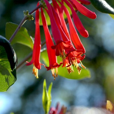 Lonicera brownii 'Dropmore Scarlet'