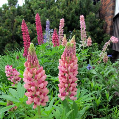 Lupinus polyphyllus