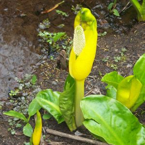 Lysichiton americanum