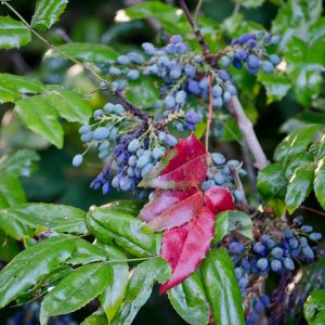 Mahonia aquifolium