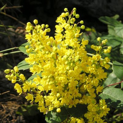 Mahonia repens