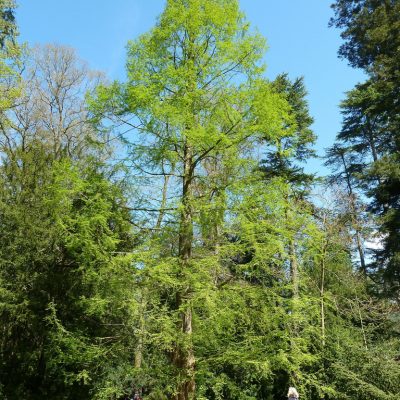 Metasequoia glyptroboides