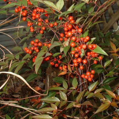 Nandina domestica