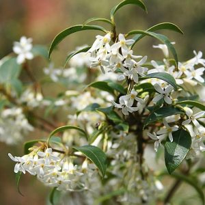 Osmanthus burkwoodii