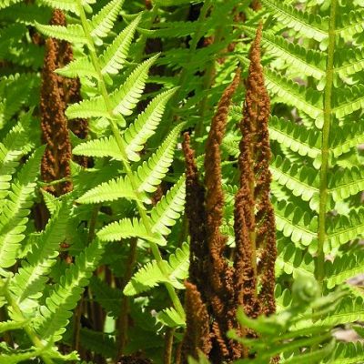 Osmunda cinnamomea