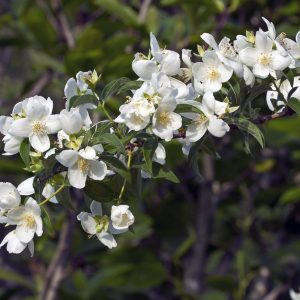 Philadelphus lewisii