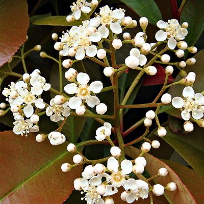 Photinia fraseri