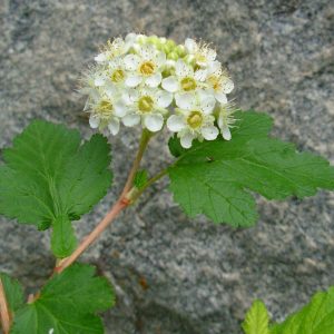 Physocarpus capitatus