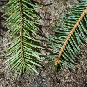 Picea abies