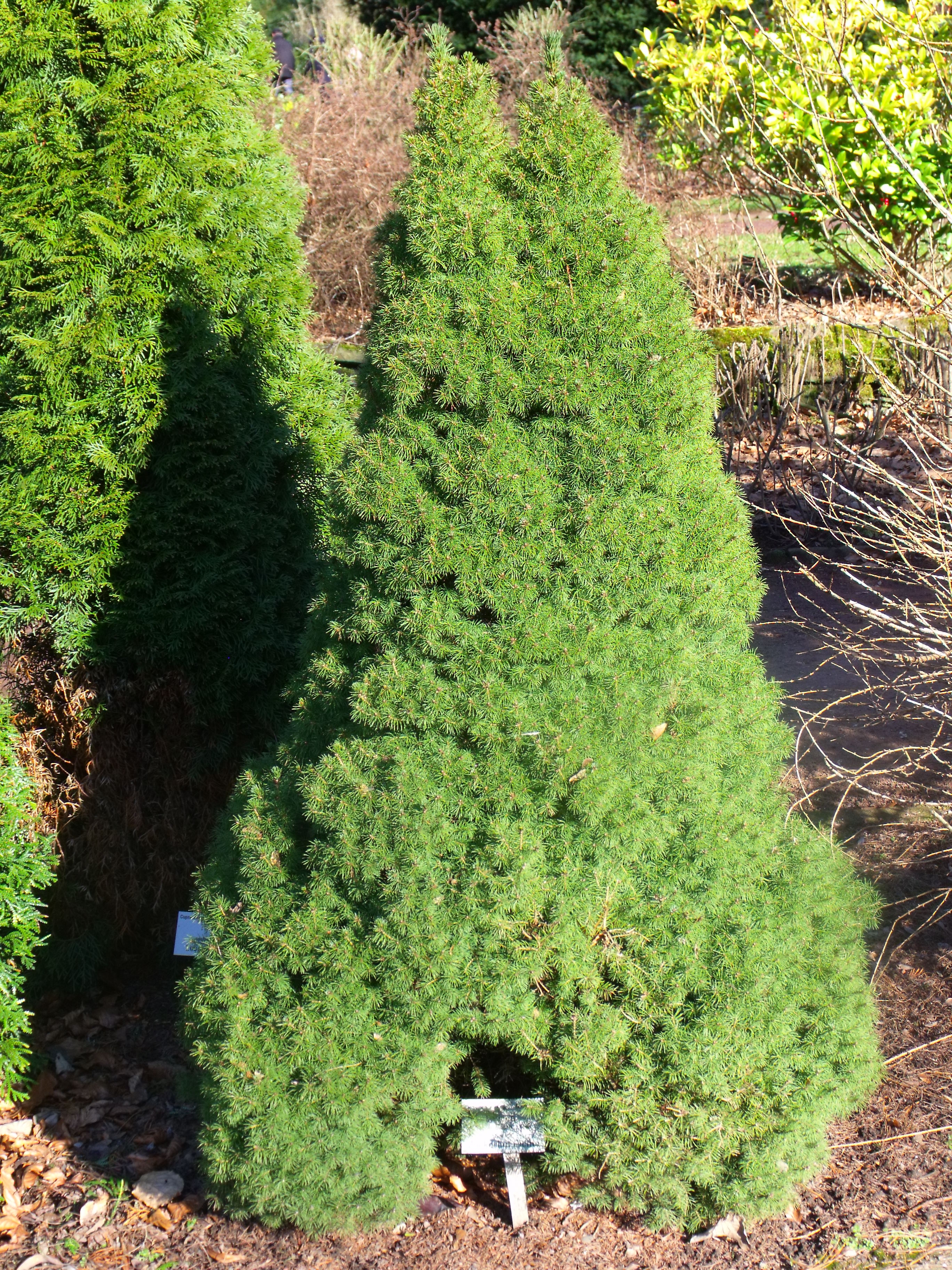 Коника высота. Ель Глаука Коника. Ель (Picea glauca) канадская Коника. Ель канадская conica (Коника). Ель сизая/канадская glauca conica.