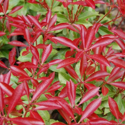 Pieris japonica 'Mountain Fire'