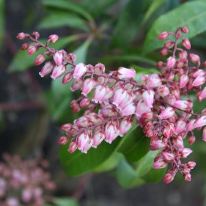 Pieris japonica 'Valley Rose'