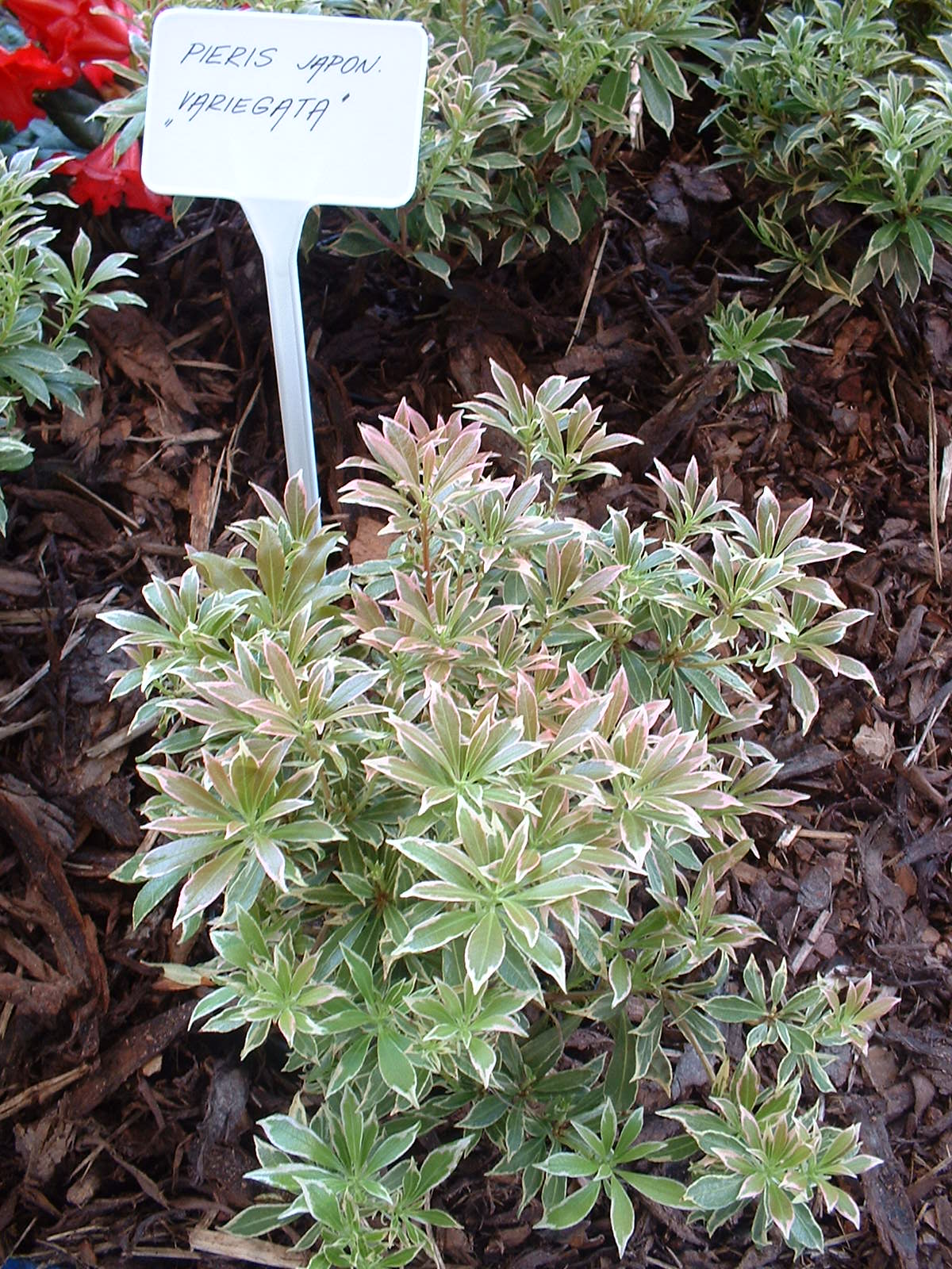 pieris japonica variegata next prev lawrance andromeda