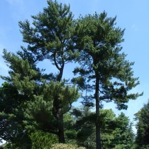 Pinus strobus