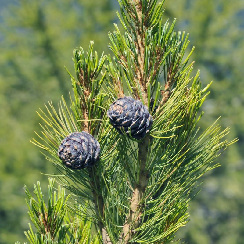 Pinus Cembra | Plants Direct – Victoria, BC