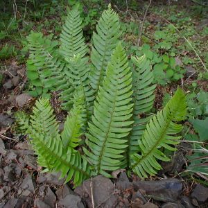 Polystichum munitum