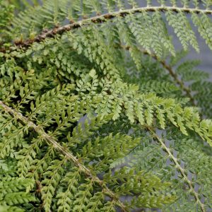 Polystichum polyblepharum