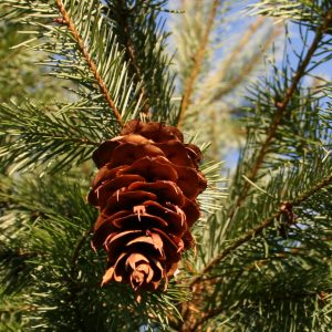 Pseudotsuga menziesii