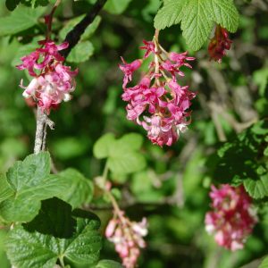 Ribes sanguineum