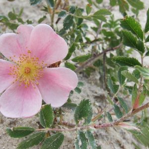 Rosa woodsii