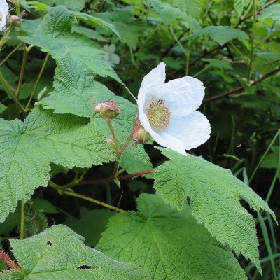 Rubus parviflorus