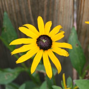 Rudbeckia Goldstrum