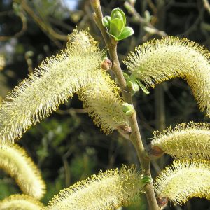 Salix hookeriana