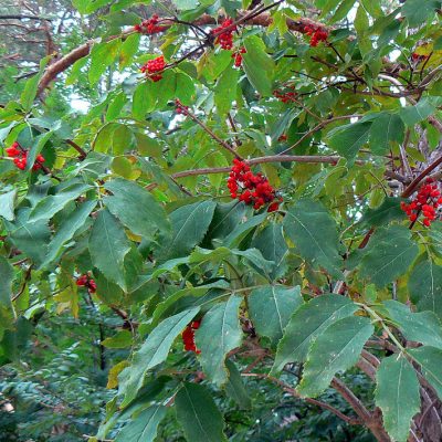 Sambucus racemosa