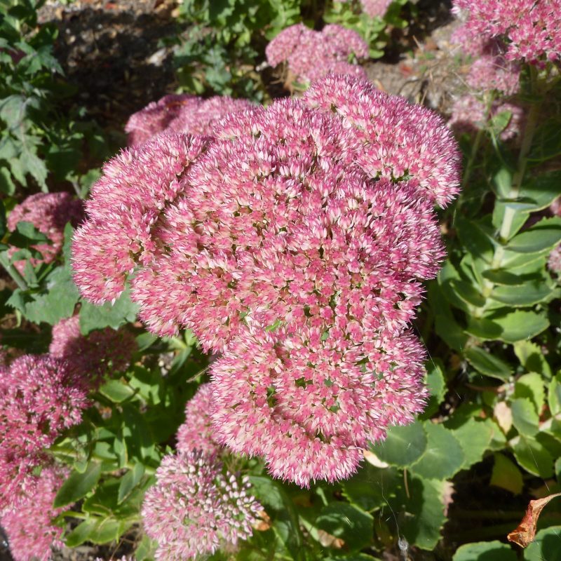 Sedum 'Autumn Joy' Plants Direct Victoria, BC