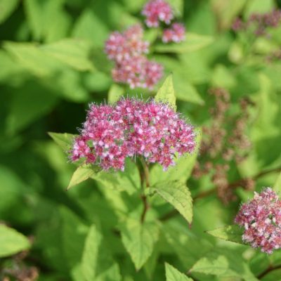 Spirea Bumalda Goldflame