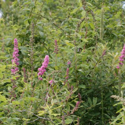 Spirea douglasii