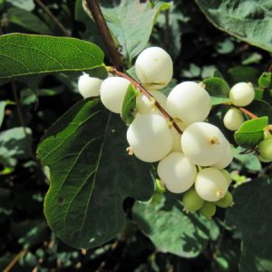 Symphoricarpos alba