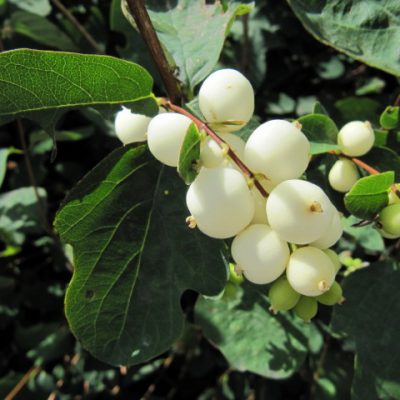 Symphoricarpos alba