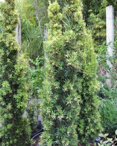 Taxus baccata 'Fastigiata Aurea'