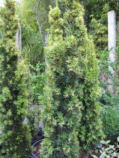 Taxus baccata 'Fastigiata Aurea'