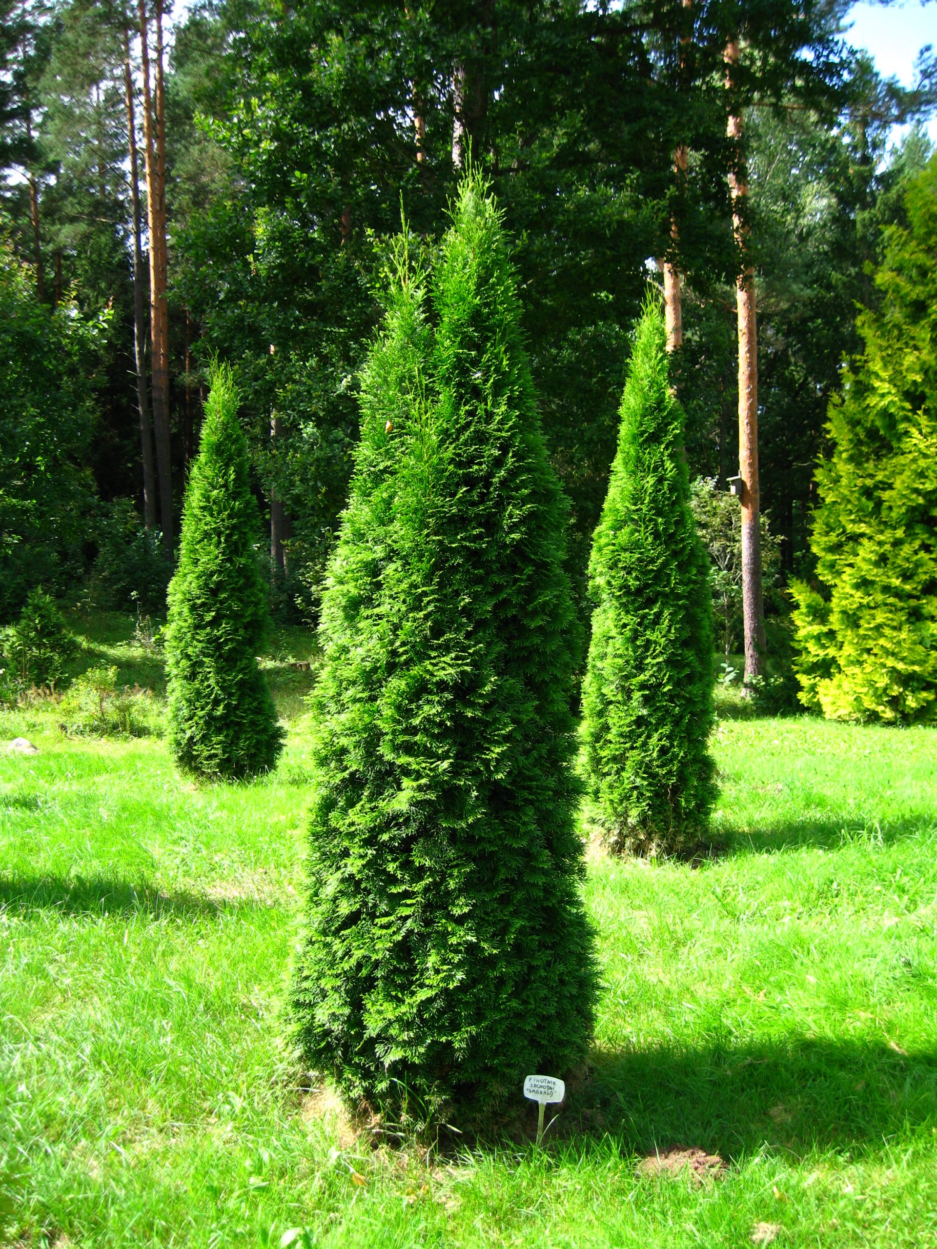 thuja-occidentalis-smaragd-plants-direct-victoria-bc