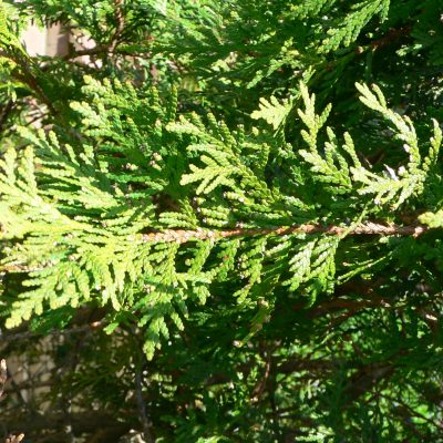 Thuja