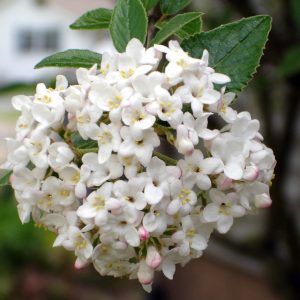 Viburnum carlcephalum