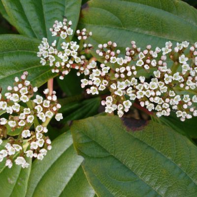 Viburnum davidii