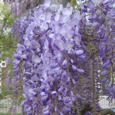 Wisteria sinensis