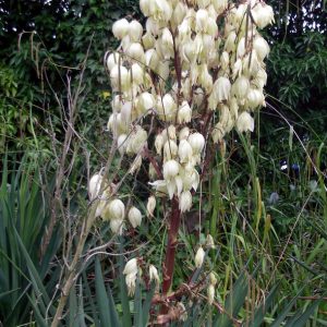 Yucca filamentosa