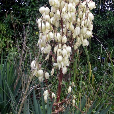 Yucca filamentosa