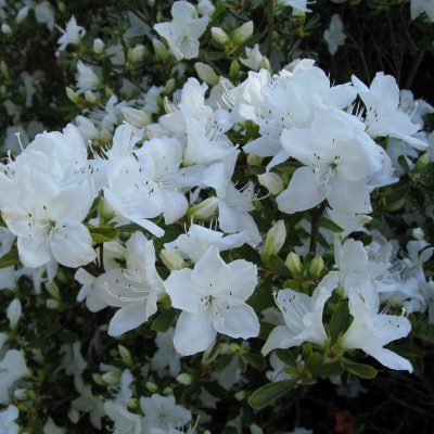 Azaleas