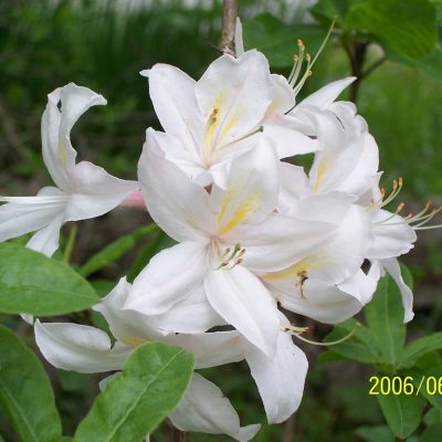 Azaleas