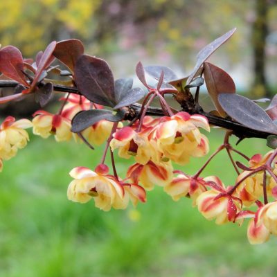 Deciduous Shrubs