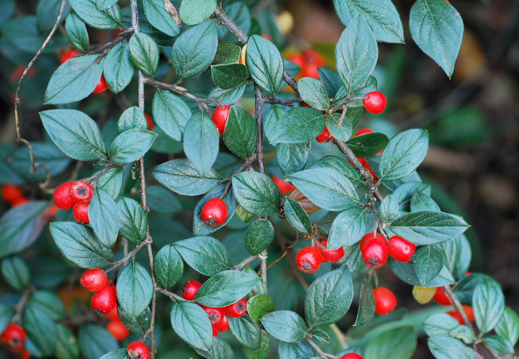 cotoneaster