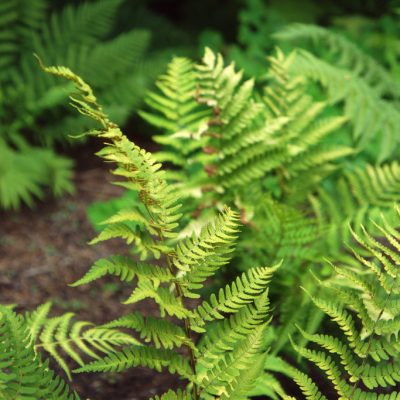 Ferns