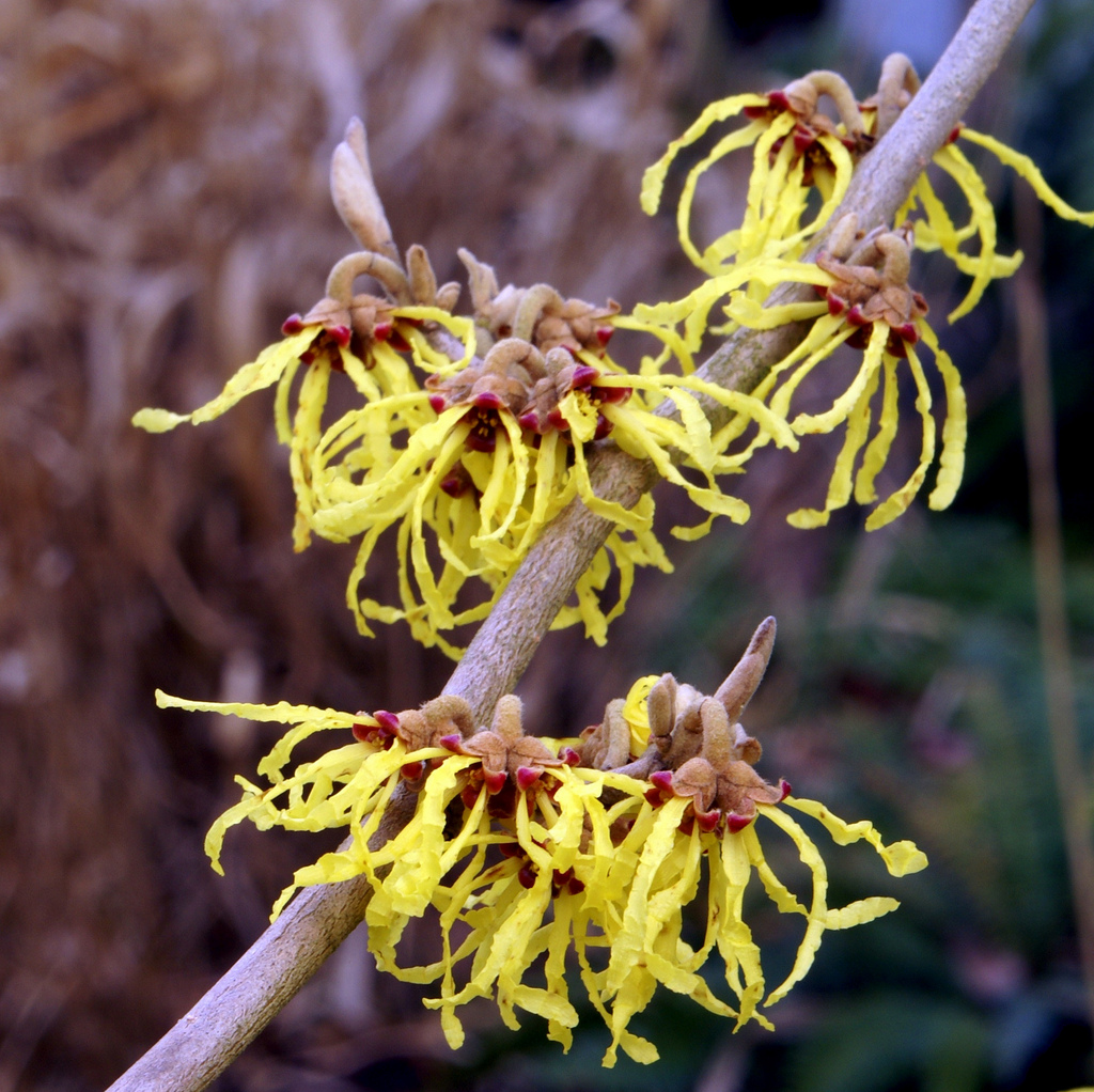 Sintético 100+ Foto Cómo Es La Planta De Hamamelis Cena Hermosa